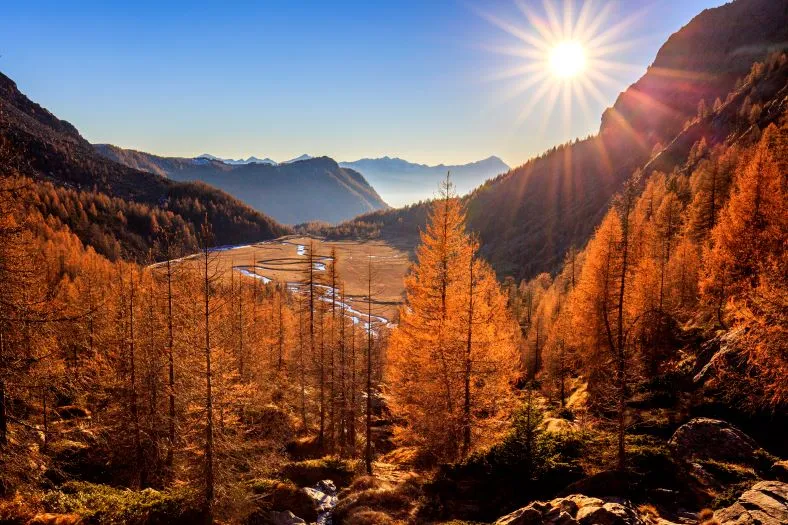 Foliage in Valtellina